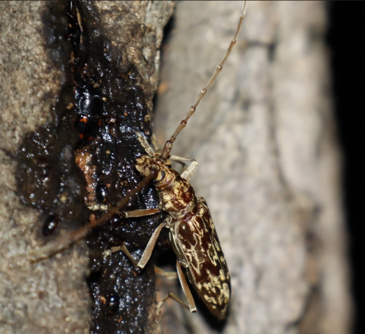 樹液を吸うマダラカミキリ_No4のクヌギ_クワガタ達のオアシス_2023年5月20日20時25分 気温18.7度